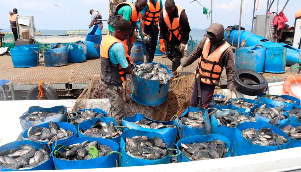 Victory Farms plans Sh750m expansion of Lake Victoria fish business