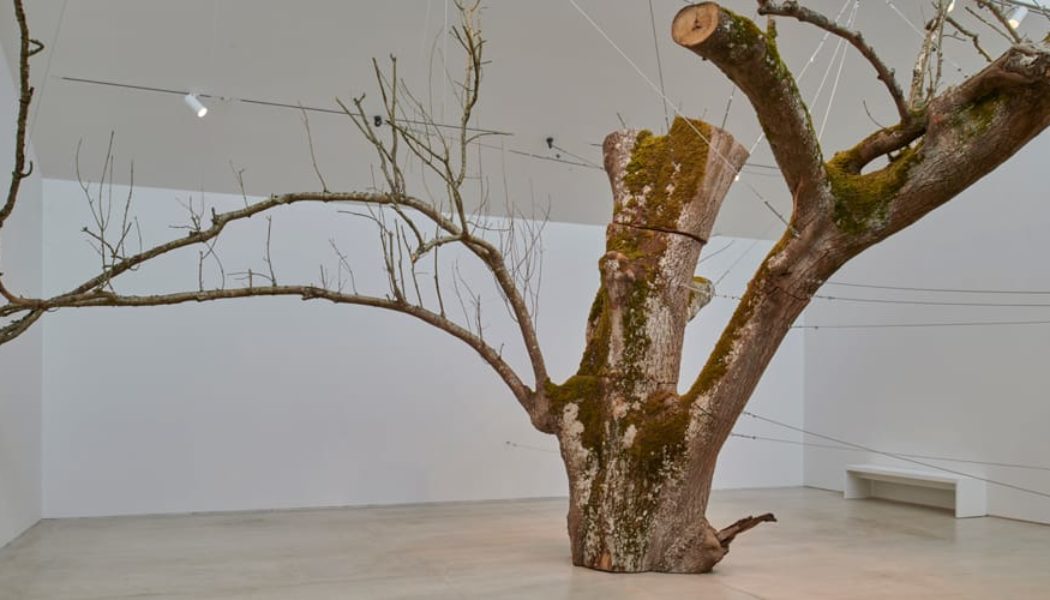 Anya Gallaccio's Radical Practice Explored in Major Turner Contemporary Exhibition