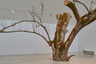 Anya Gallaccio's Radical Practice Explored in Major Turner Contemporary Exhibition