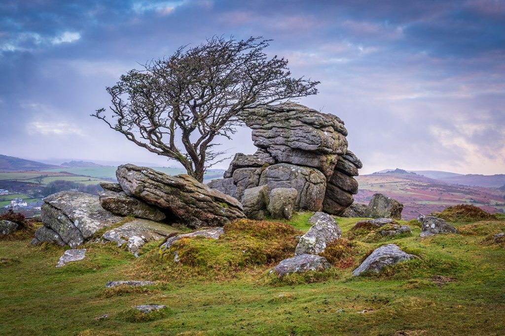 A tor and windswept tree on Dartmoor, one of Britain's last remaining wild places