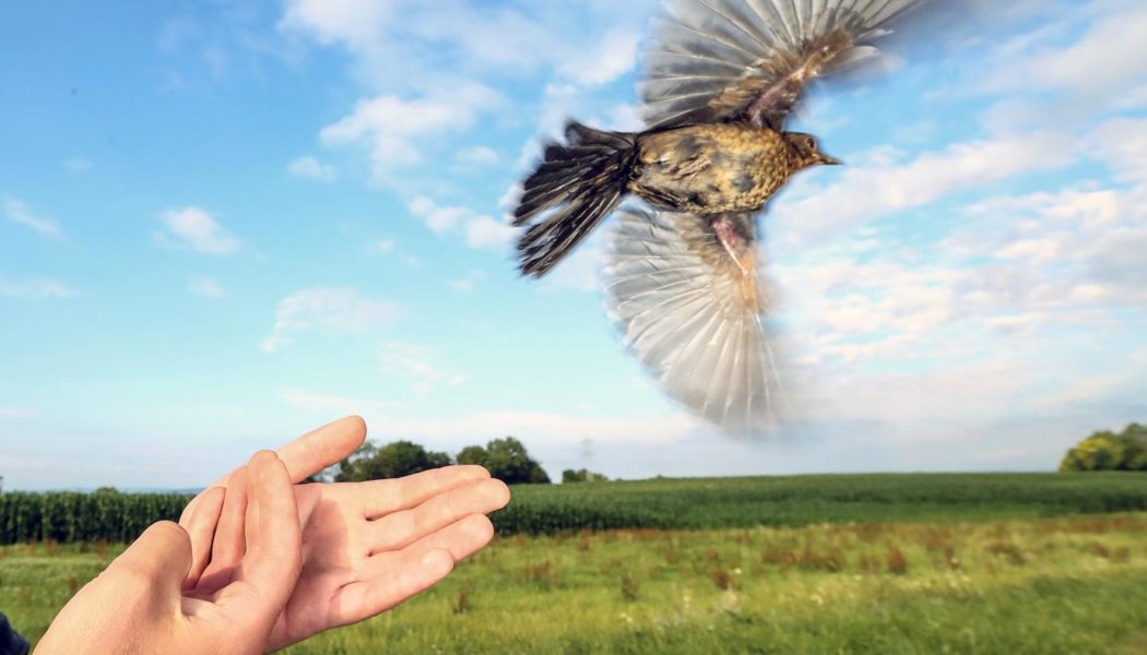 Der aufwendige Lifestyle der Zugvögel: Wanderer sparen im Winter kaum Energie