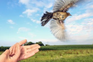 Der aufwendige Lifestyle der Zugvögel: Wanderer sparen im Winter kaum Energie