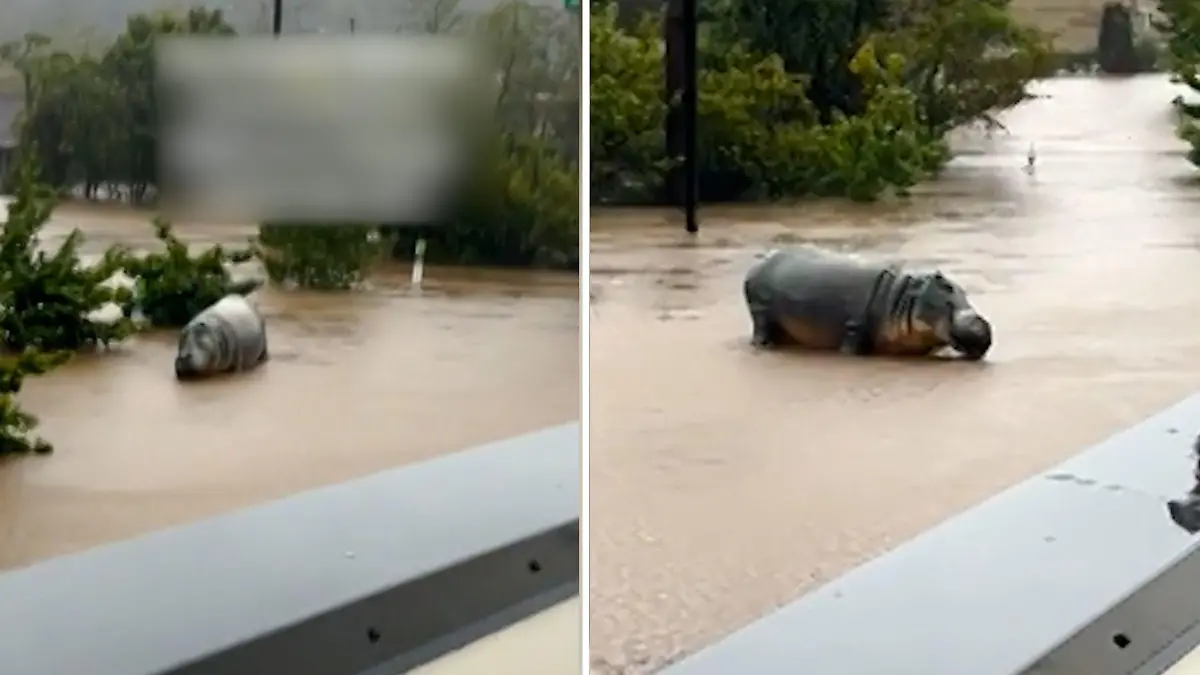 Schwimmt da etwa ein Nilpferd auf der Straße? Supersturm sorgt für Überschwemmung