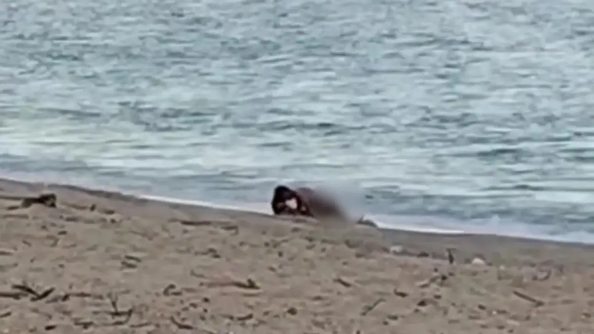 Wilder Wellenritt! Touri-Pärchen vergnügt sich am Strand Was treibt denn da im Wasser?!