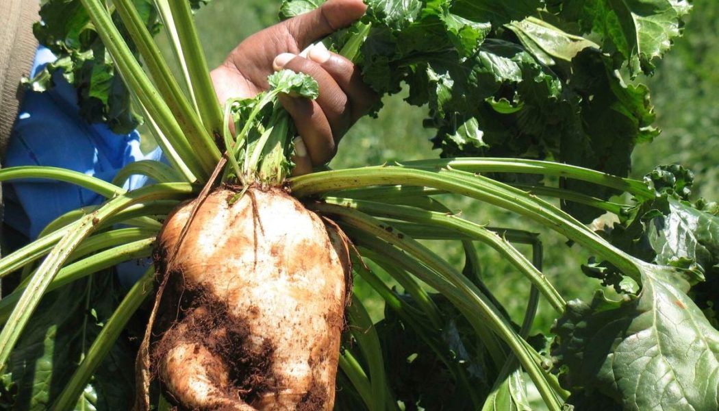 Researchers push for more acreage under sugar beet