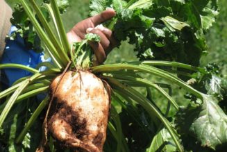 Researchers push for more acreage under sugar beet