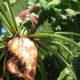 Researchers push for more acreage under sugar beet