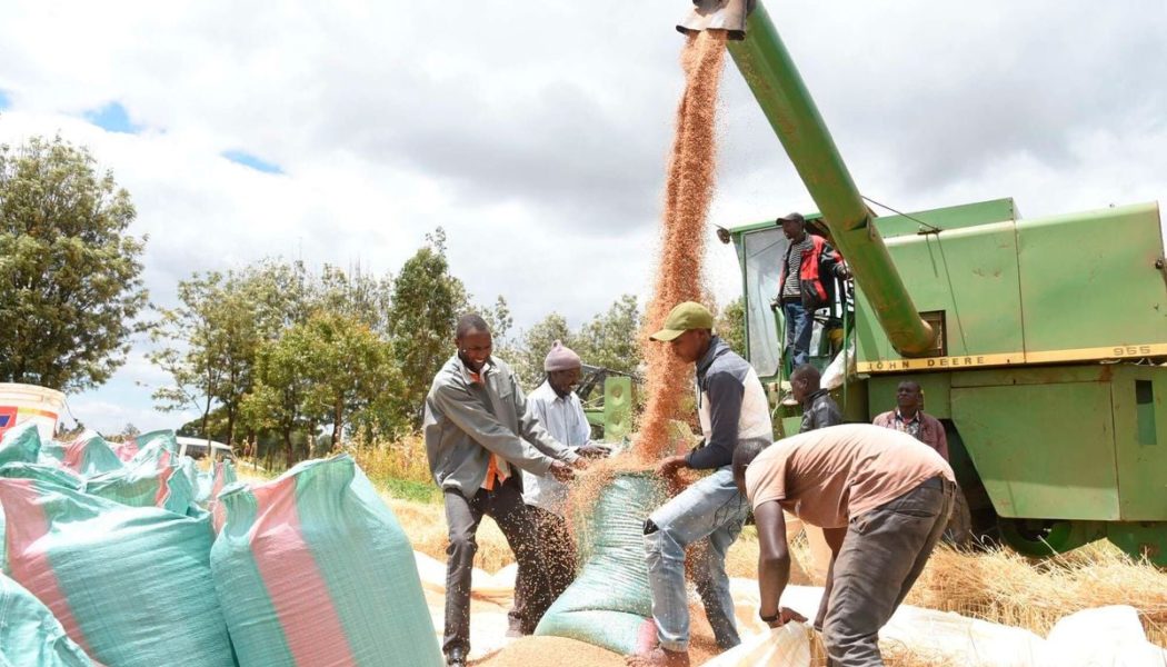 Russia now Kenya’s fastest-growing import market on wheat orders