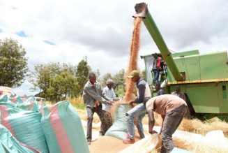 Russia now Kenya’s fastest-growing import market on wheat orders