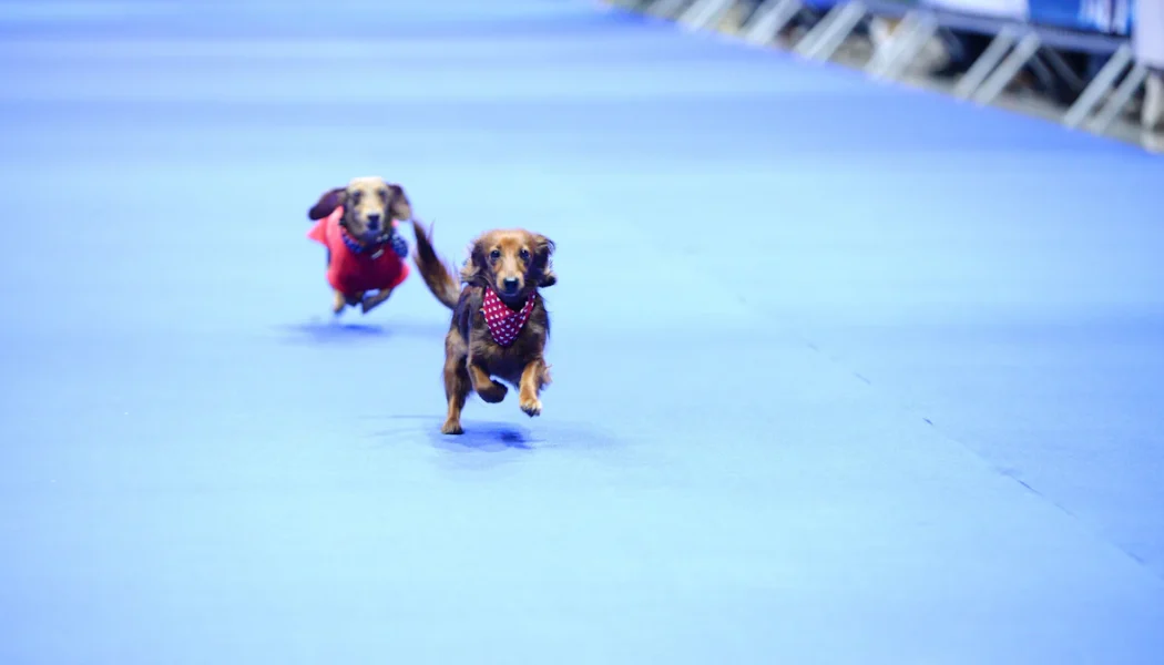 16500 Besucher bei Messe Dog World in der Motorworld München.