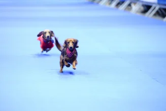 16500 Besucher bei Messe Dog World in der Motorworld München.