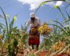 Agricultural insurance offers a good bet for boosting farm yields