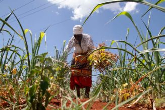 Agricultural insurance offers a good bet for boosting farm yields