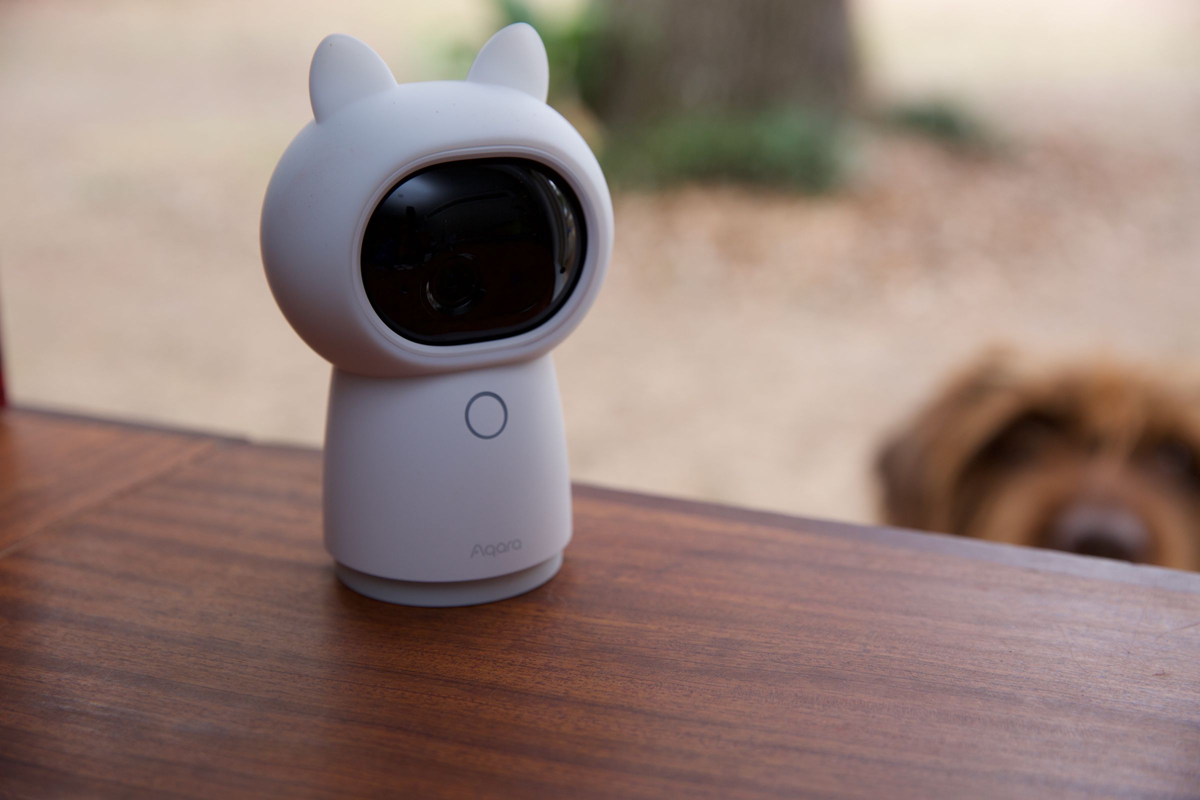 A white camera on a desk with a dog peering in a window at it.