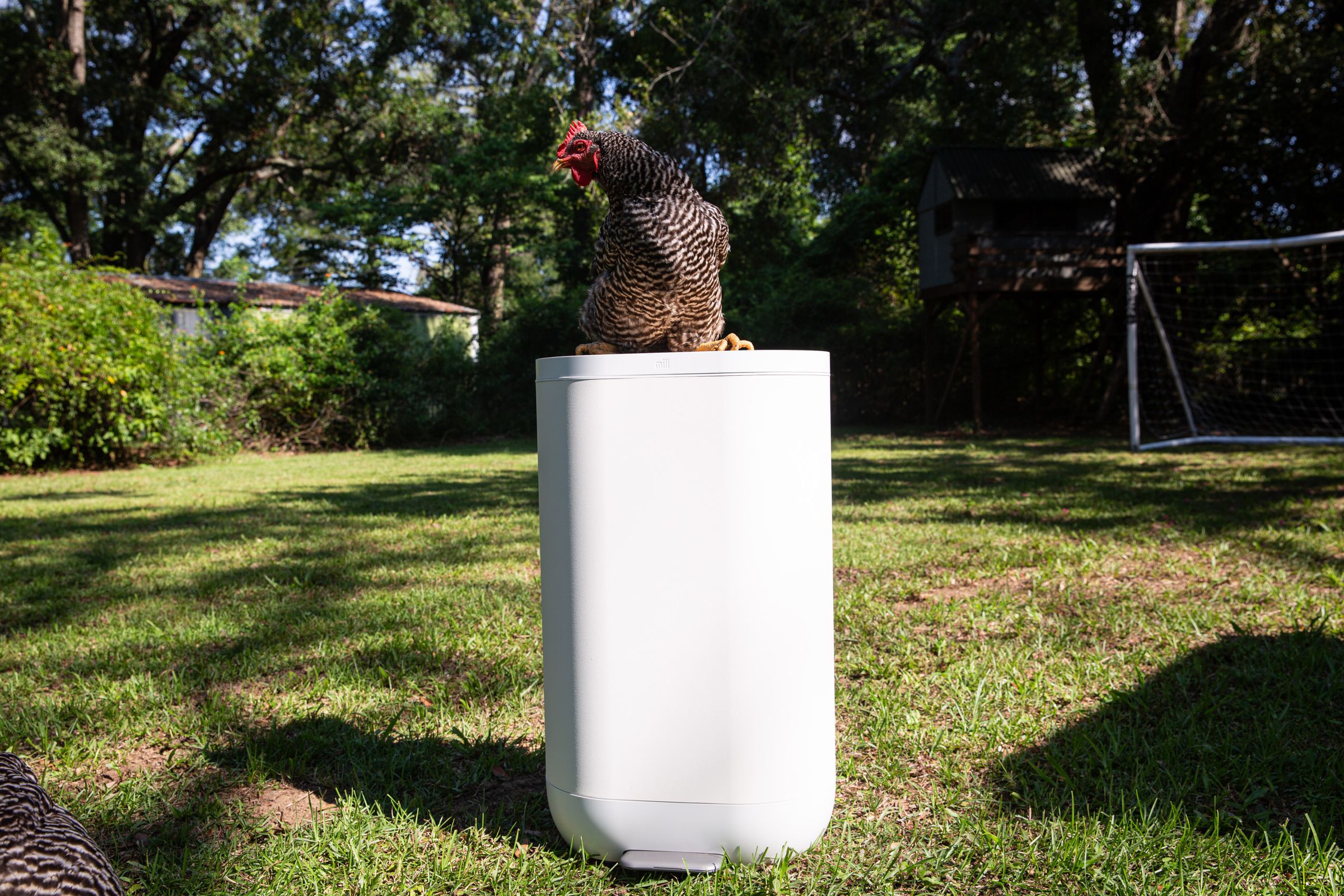 A white trash can in a garden with a chicken standing on it.