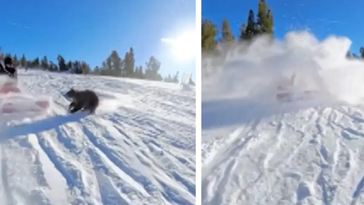 Panik auf der Piste! Bär crasht in Snowboarder Diese Reaktion ist unfassbar