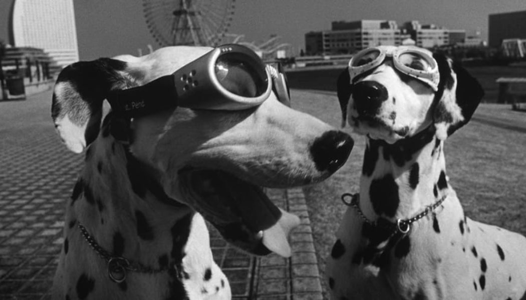 'Woof Woof' Celebrates the Timeless Bond Between Humans and Dogs