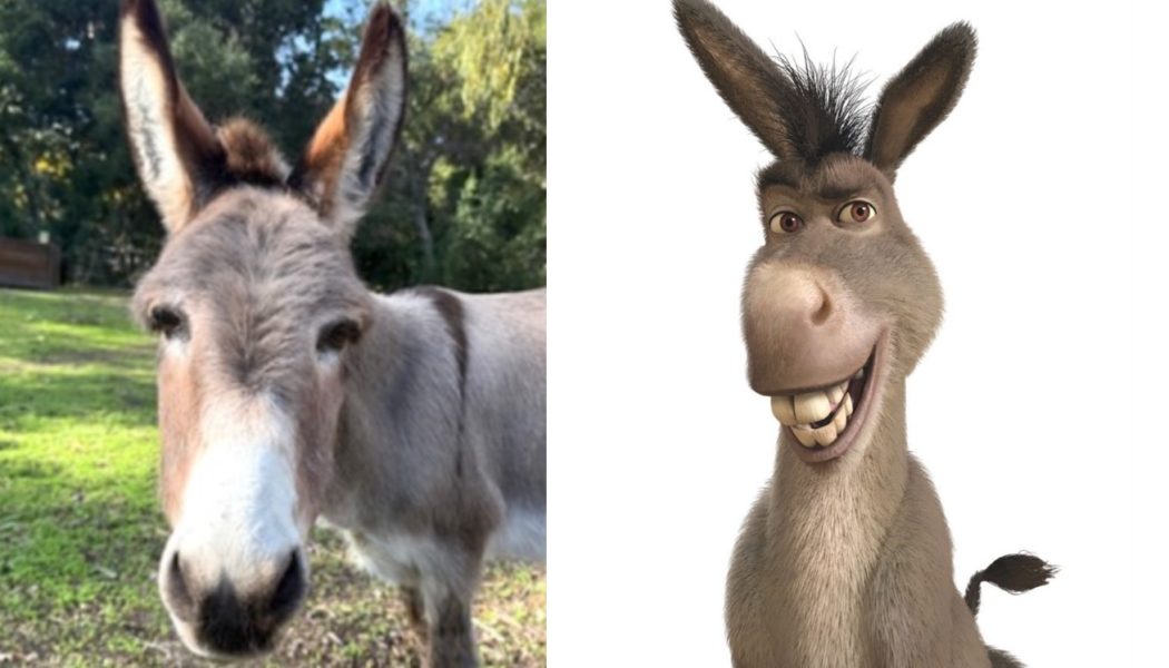 Perry, who inspired Shrek's Donkey character, dies at 30 surrounded by his closest donkey friends