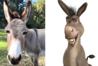 Perry, who inspired Shrek's Donkey character, dies at 30 surrounded by his closest donkey friends